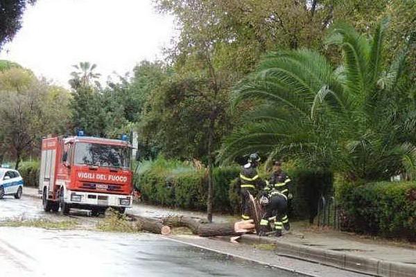 Oristano, albero cade sul marciapiede di viale Repubblica
