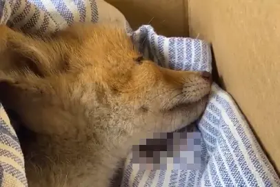 La volpe Lulù (screen da video)