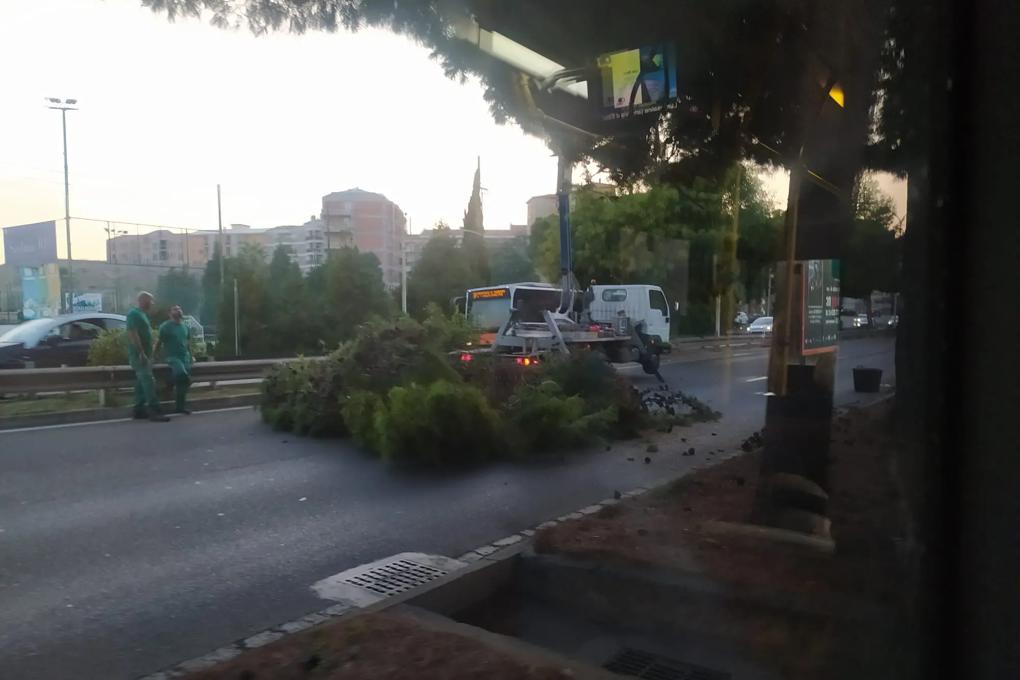 Il grosso ramo di pino tagliato in viale Campioni d'Italia (L'Unione Sarda)