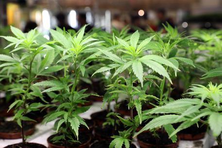 Cinque chili di marijuana in un garage di Lotzorai scoperti dai carabinieri