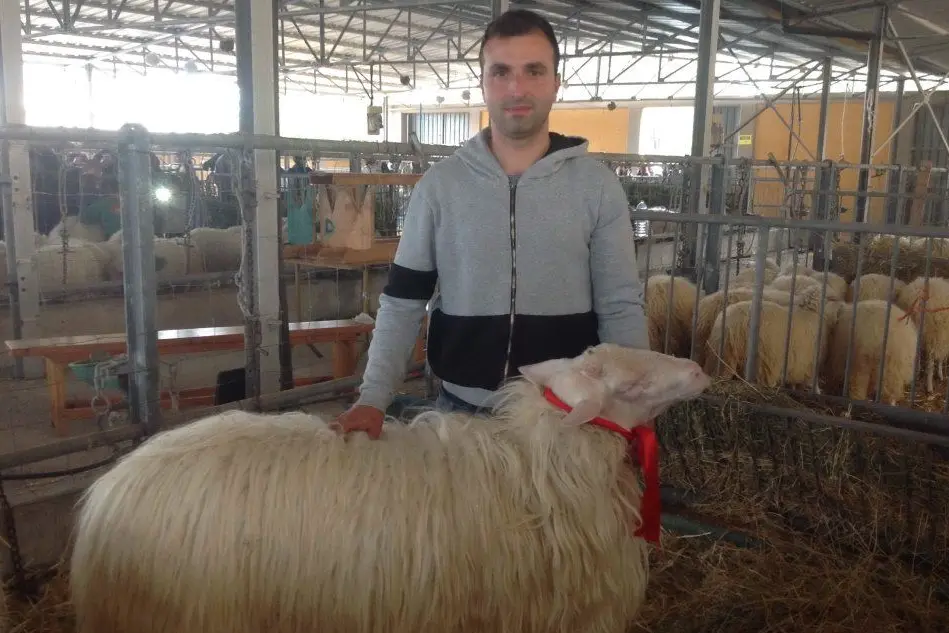 Mauro Scintu, il vincitore Mostra interprovinciale ovini di razza sarda