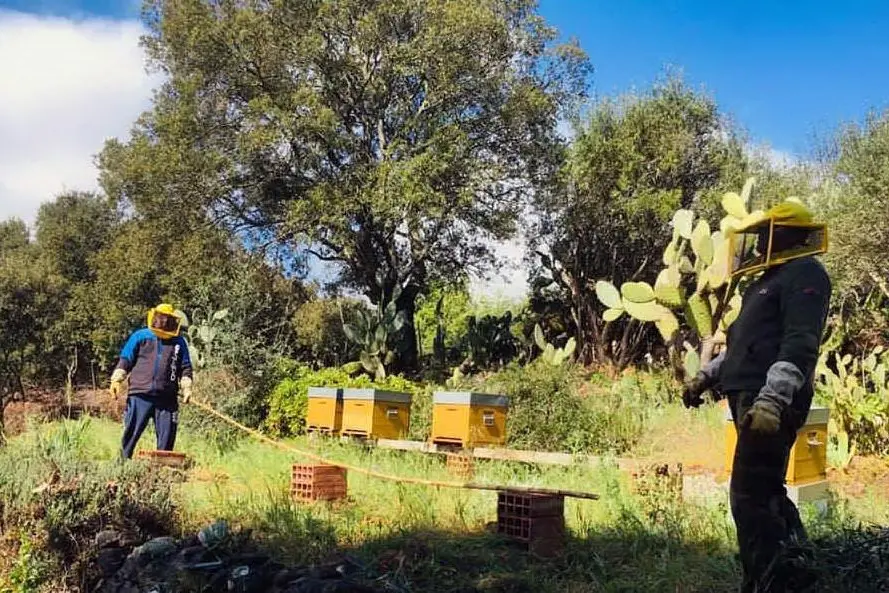 Il progetto &quot;Gicoias&quot; nell'azienda apistica di Ales (foto Antonio Pintori)