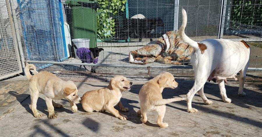 Tana di Bau, 70 cani adottati in tre mesi