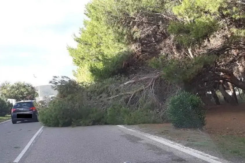 L'albero crollato (foto L'Unione Sarda - Scano)