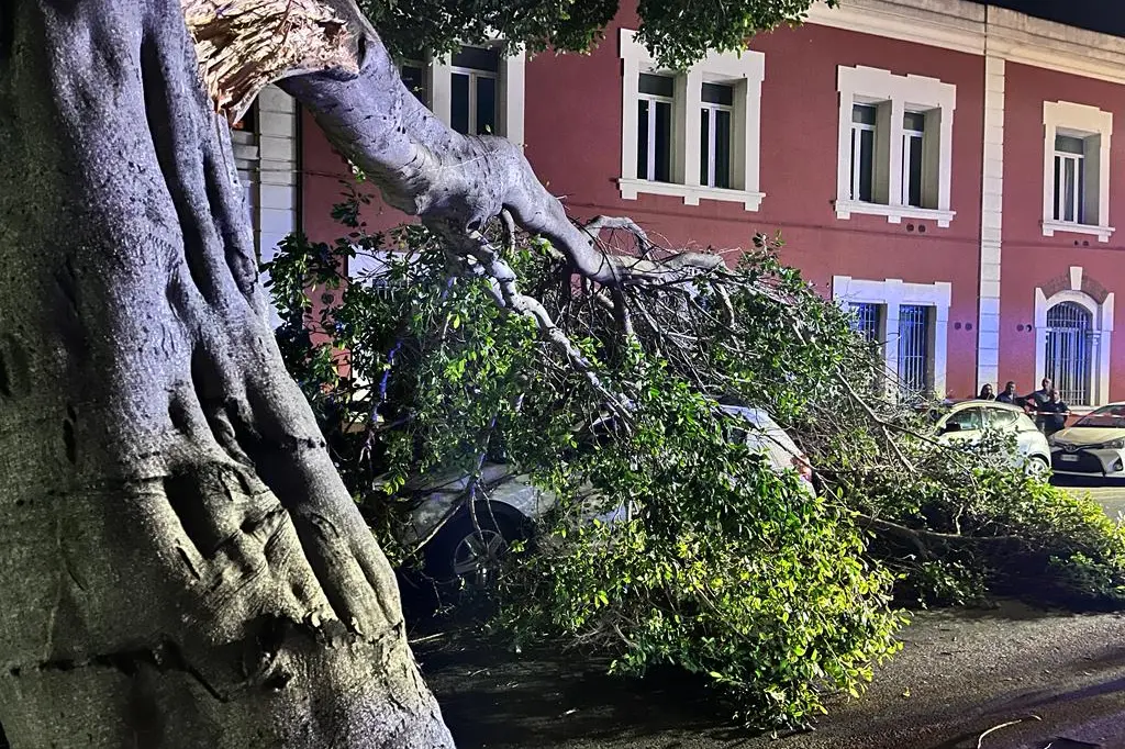 L'albero crollato (foto L'Unione Sarda)