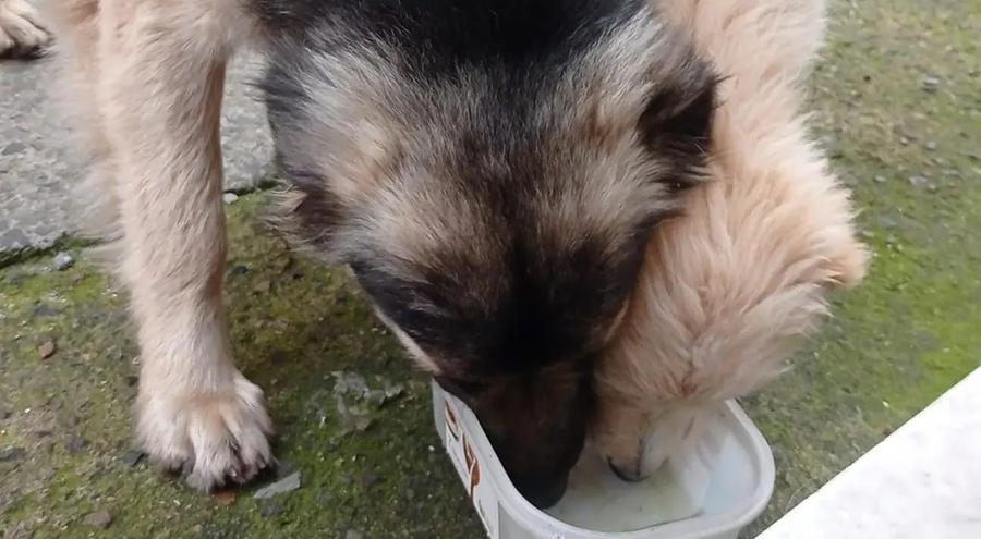 Emergenza per i cani incustoditi