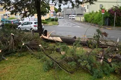 L'albero caduto (Foto: Guarna)