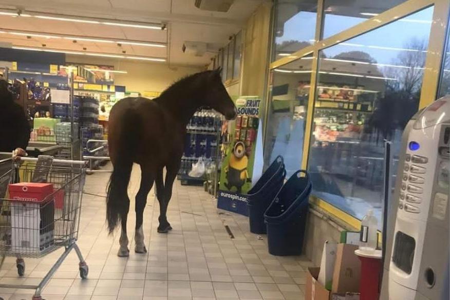 Ittiri, un cavallo entra in un supermercato ed è il caos