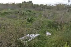 Il terreno in località Pauli Mattauri (foto archivio Unione Sarda)