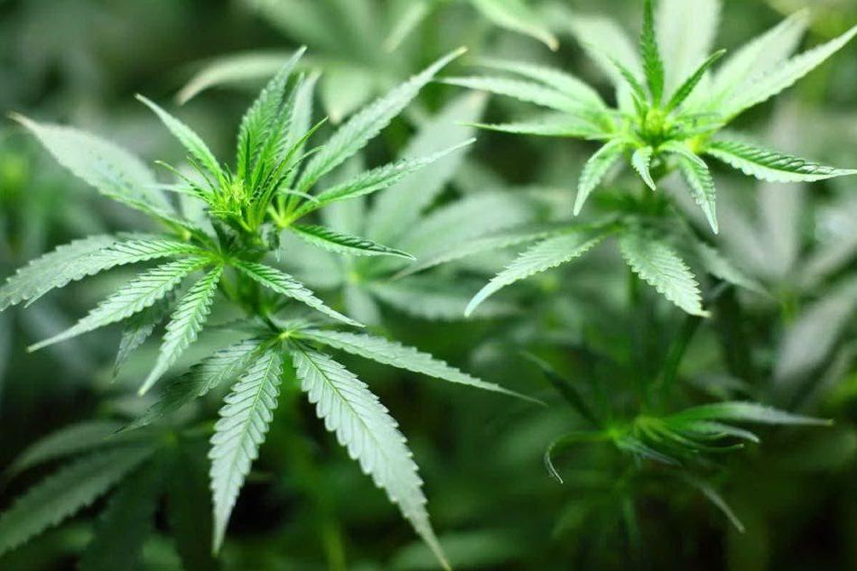 Stop all'emendamento sulla cannabis light: &quot;In Sardegna a rischio centinaia di posti di lavoro&quot;