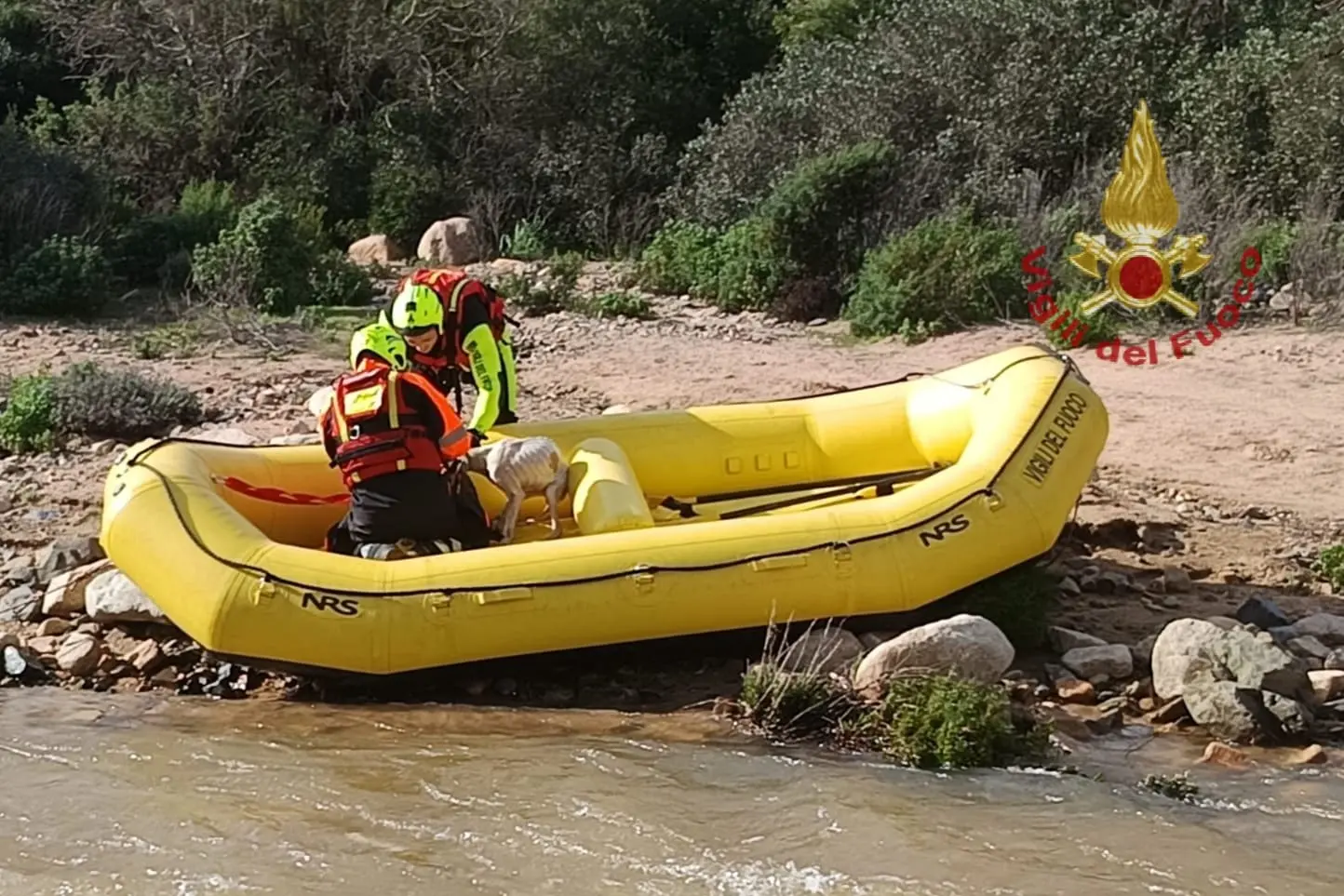 I cani da caccia salvati a Monte Arcosu