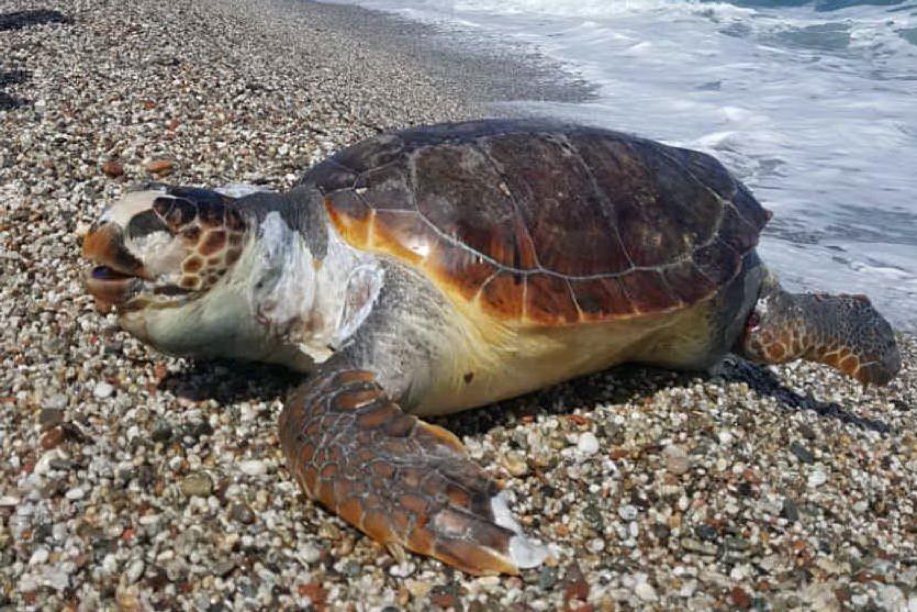 Bari Sardo, trovata morta in acqua una tartaruga caretta caretta