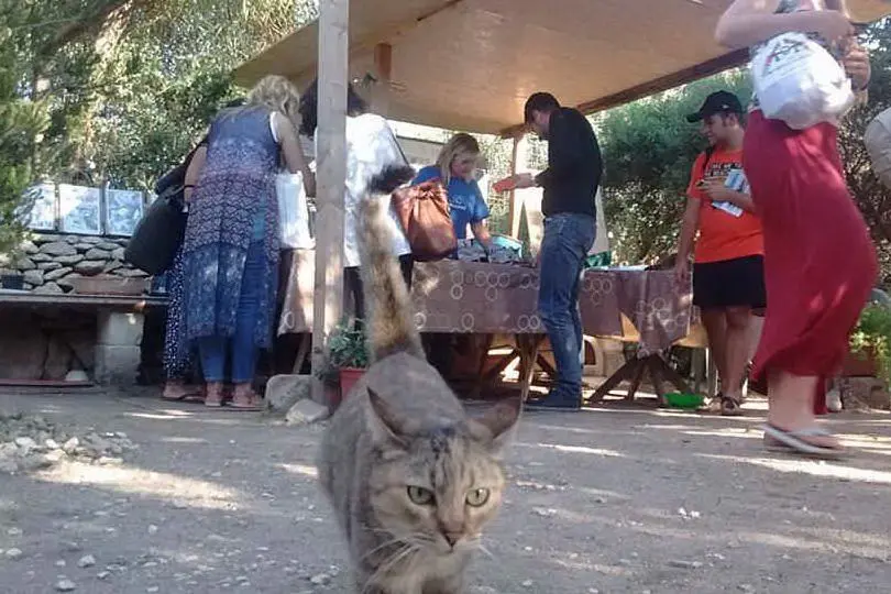 Turisti nella colonia felina di Su Pallosu