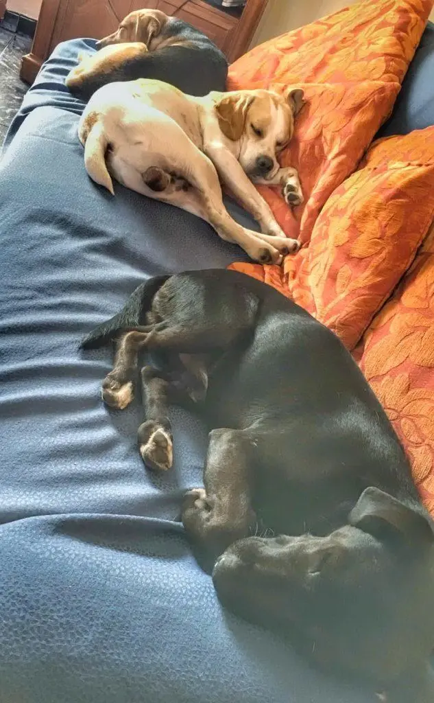 La foto inviata da Anna Rita Sirigu, Selegas