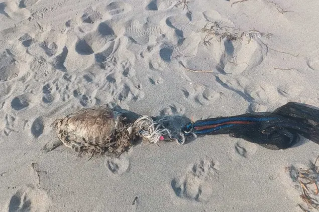 La tartaruga trovata a Torregrande (foto concessa)