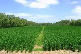 Terreni agricoli nell'Oristanese