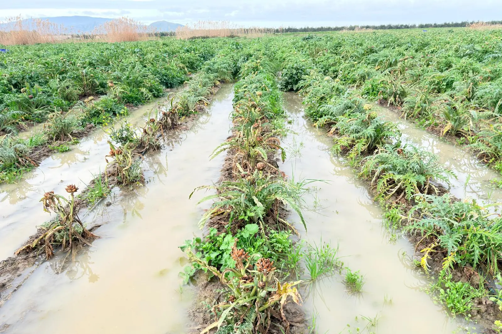 Campi allagati nell'Oristanese