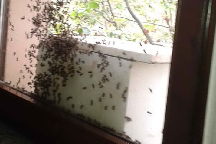 Orroli, invasione d'api nella casa di riposo. Scatta l'emergenza