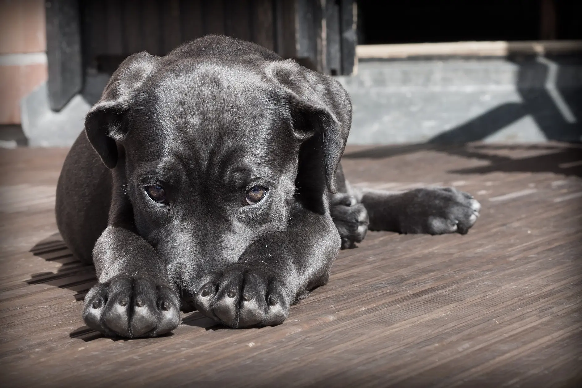 Un cane in balcone (Foto: Comune di Quartu)