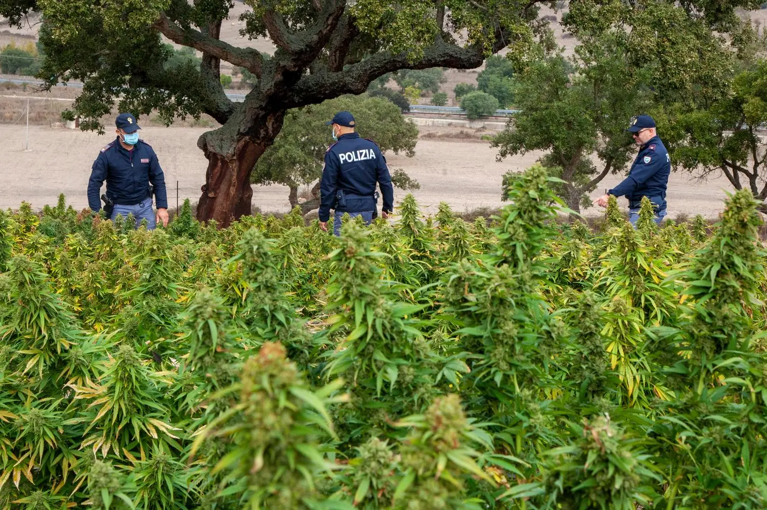 Una piantagione di marijuana scoperta nel Nuorese
