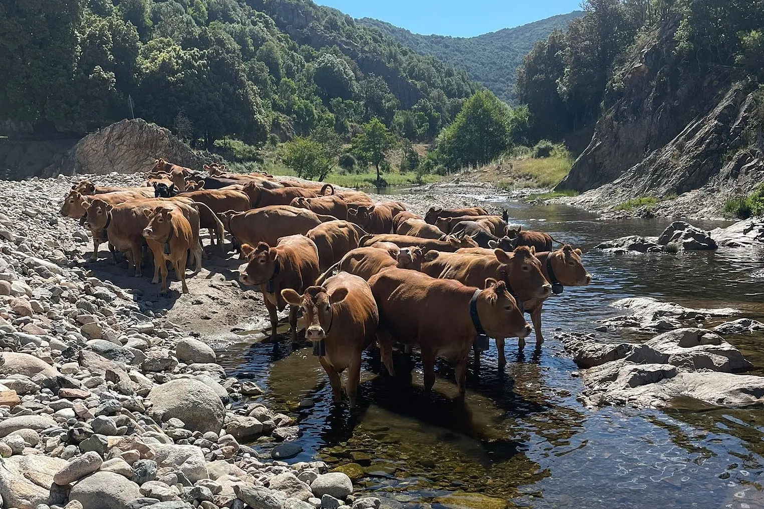 Bovini (L'Unione Sarda)