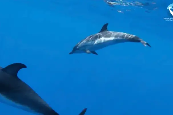Delfini nel Santuario Pelagos (foto Sea Me)