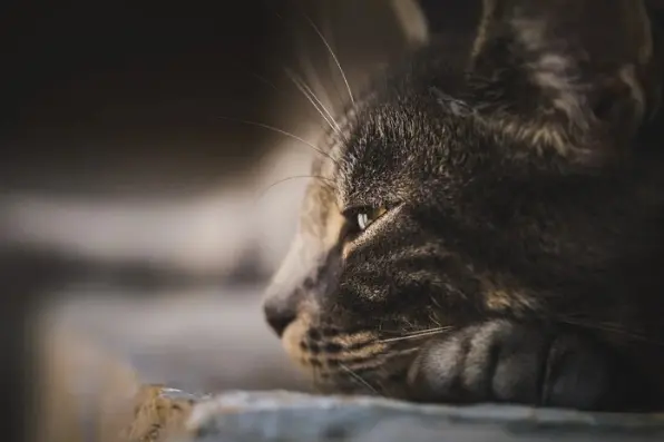 Un gatto (immagine simbolo, foto Ansa)