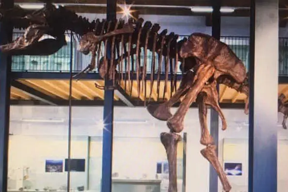 Il T-Rex del Museo Paleo di Carbonia (foto Andrea Scano)