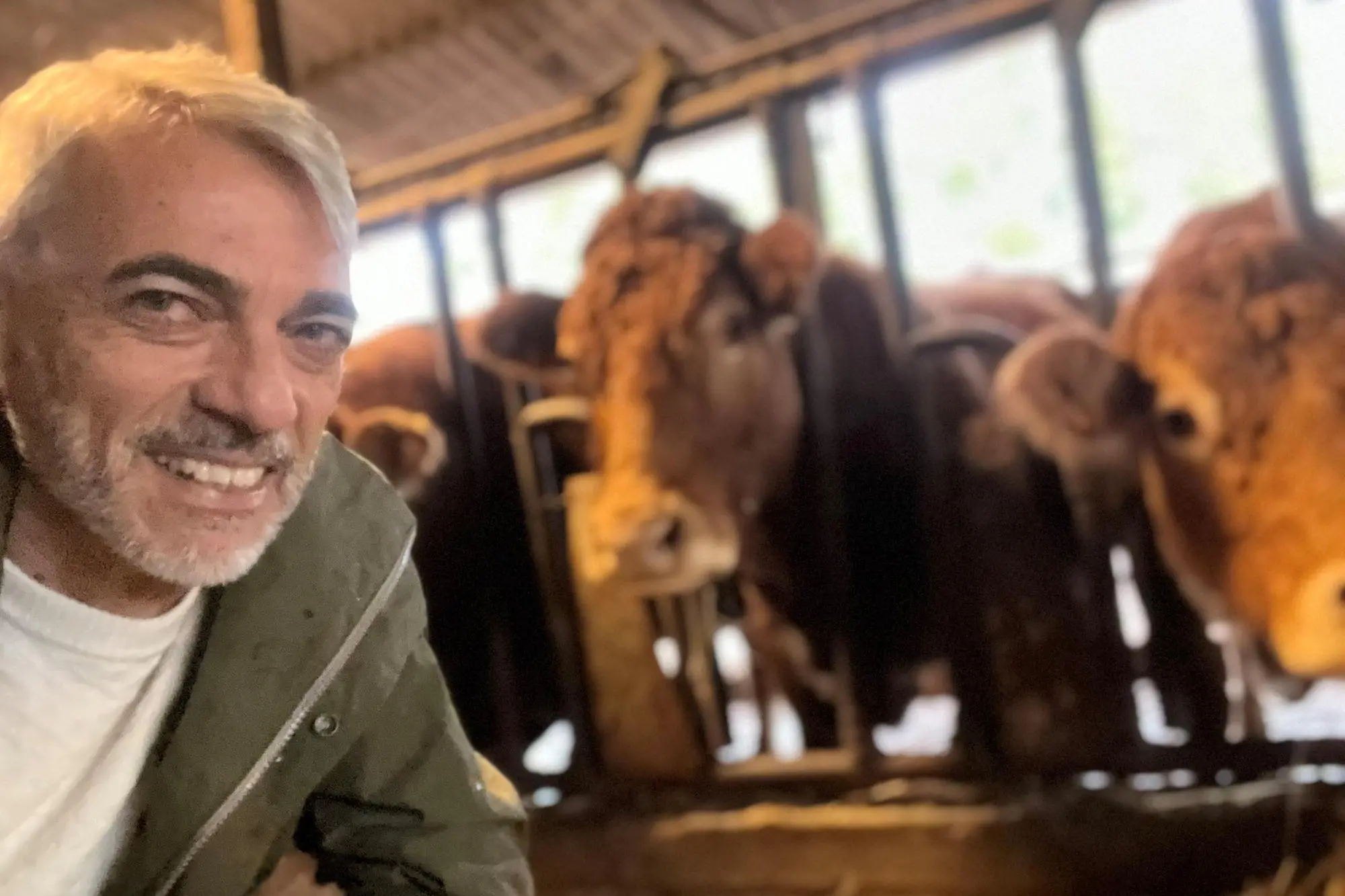 Emanuele Dessì in un allevamento di bovini