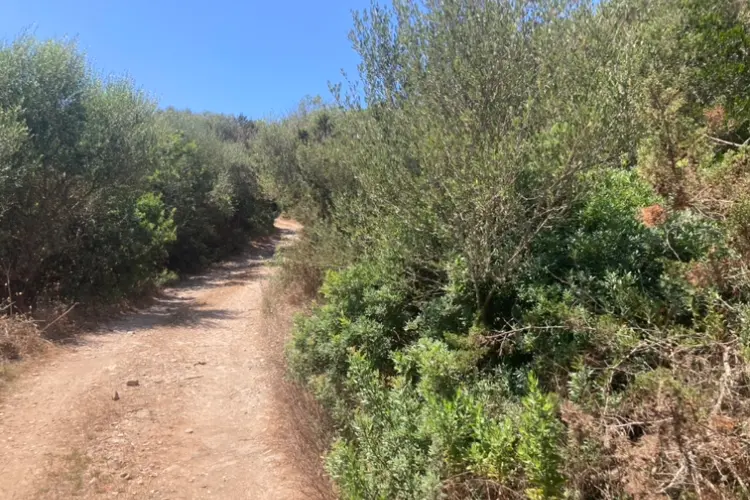Strada sterrata a Stintino (foto Pala)