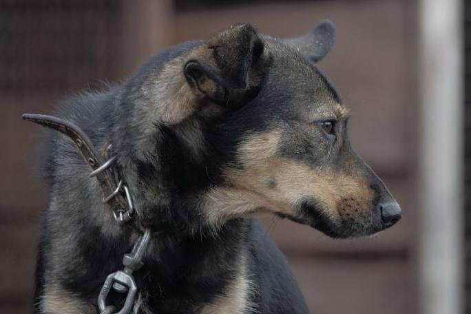 Roghi, è strage di animali: “Almeno duemila cani bruciati vivi”