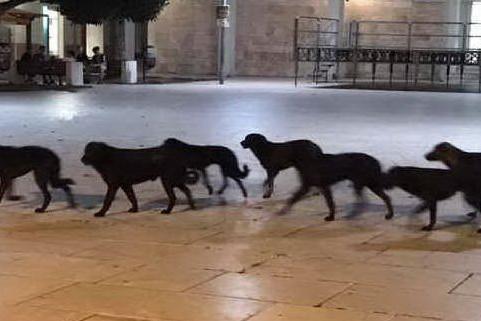 Il branco di cani randagi (foto Mariangela Pala)