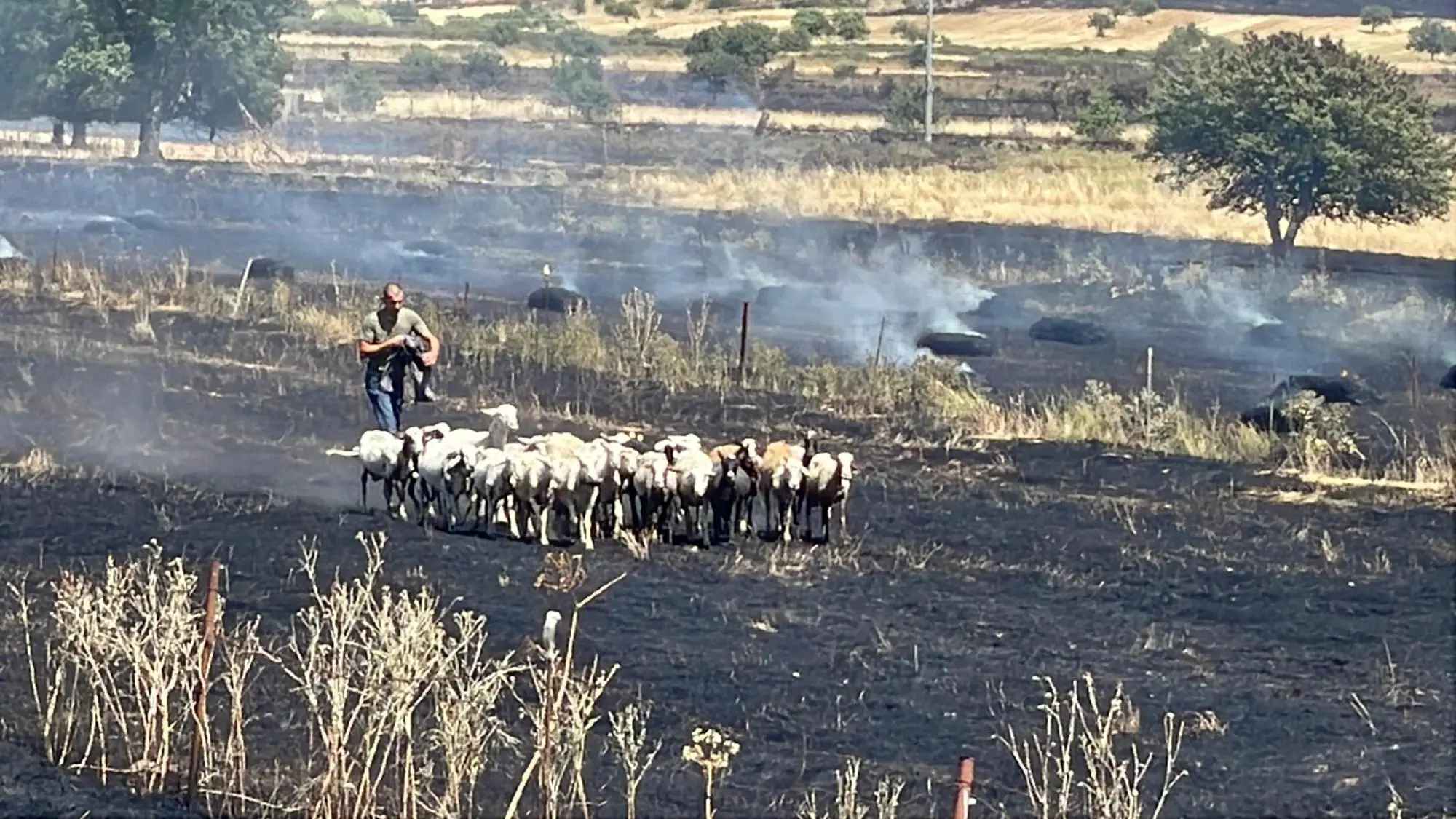 Un pastore con le pecore in mezzo all'incendio a Bonorva (foto Deidda)