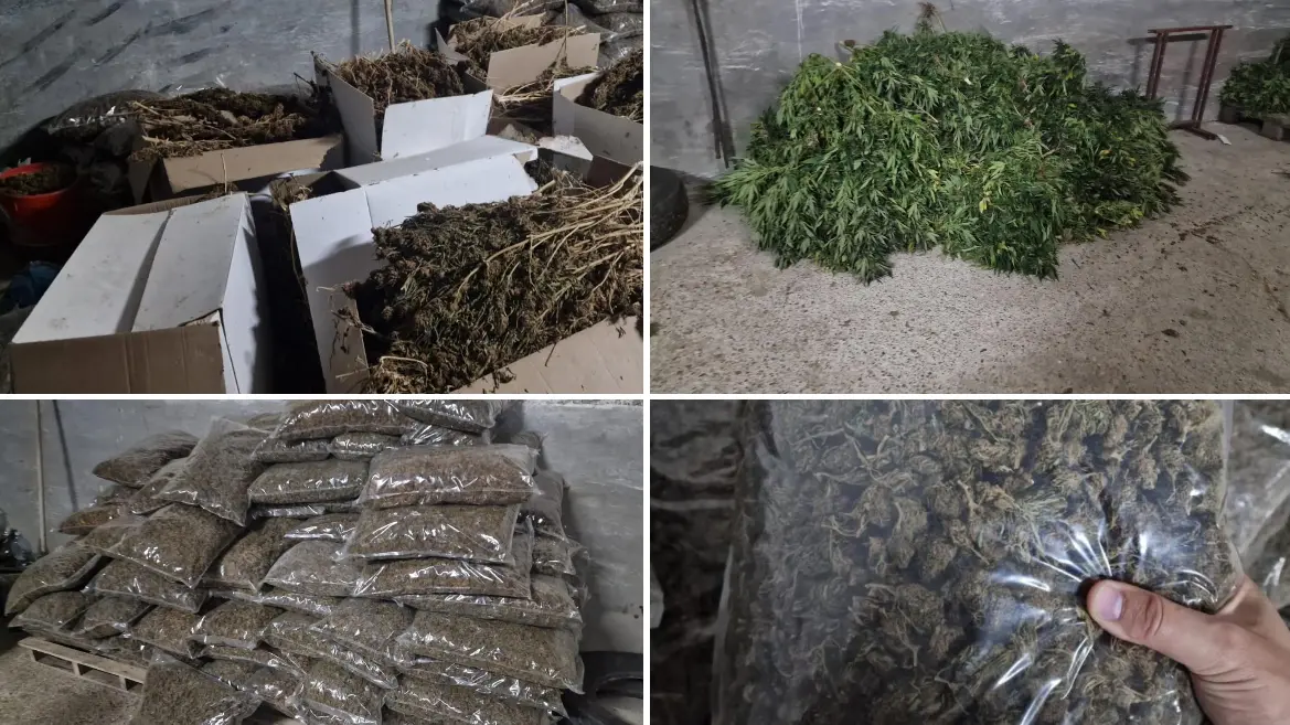 Sarule: scoperta piantagione di marijuana con 1414 piante, arresto per coltivazione illecita