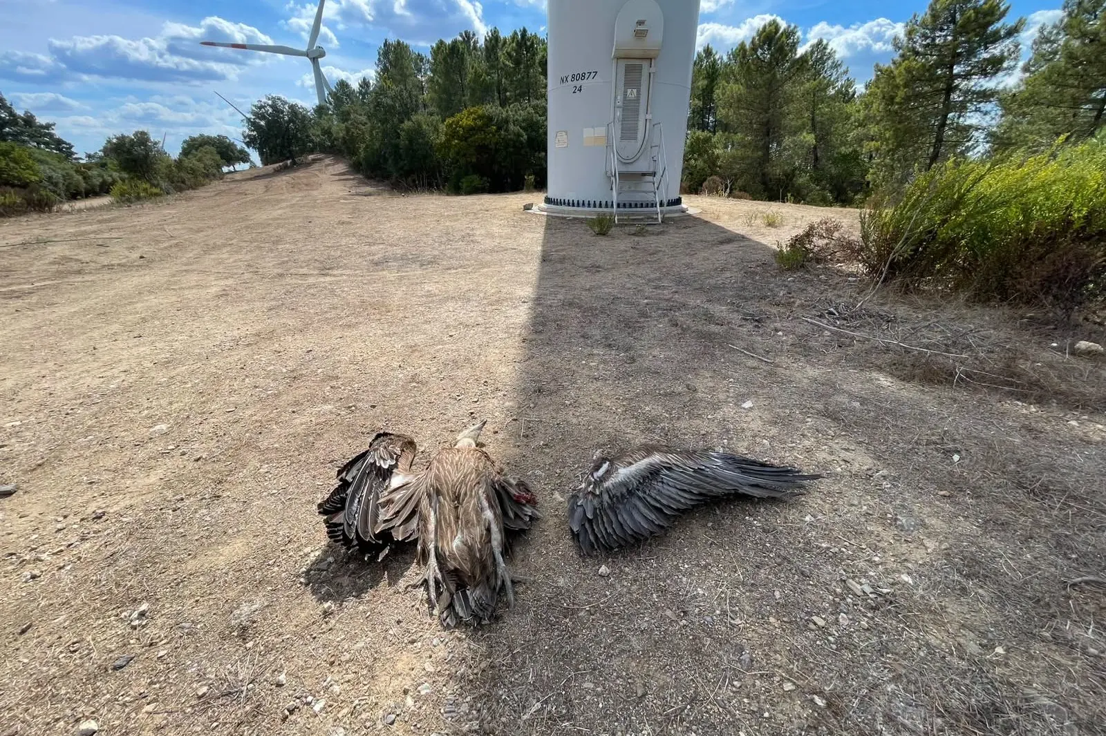 Il video del grifone falciato dalla pala eolica a Mogorella