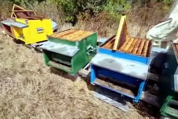 Le conseguenze del gran caldo, apicoltura in crisi: «Aiuti per le aziende colpite»