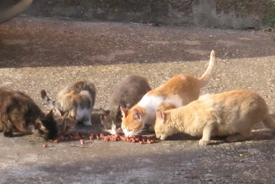 Una colonia di gatti