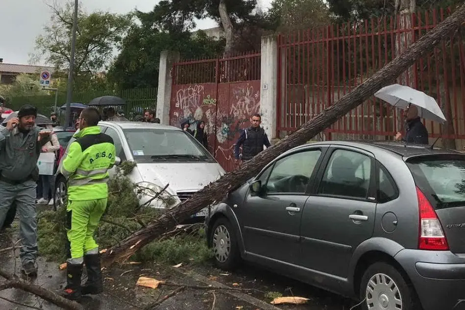 L'albero caduto a via Santulussurgiu (foto Elia Sanna)
