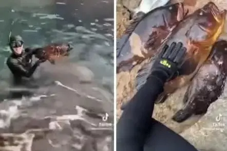 Le cernie pescate a Capo Caccia (Frame da video)