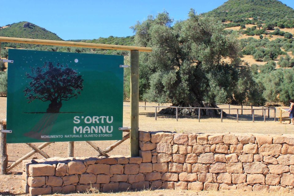 L'uliveto storico de S'Ortu Mannu (foto L'Unione Sarda - Farris)