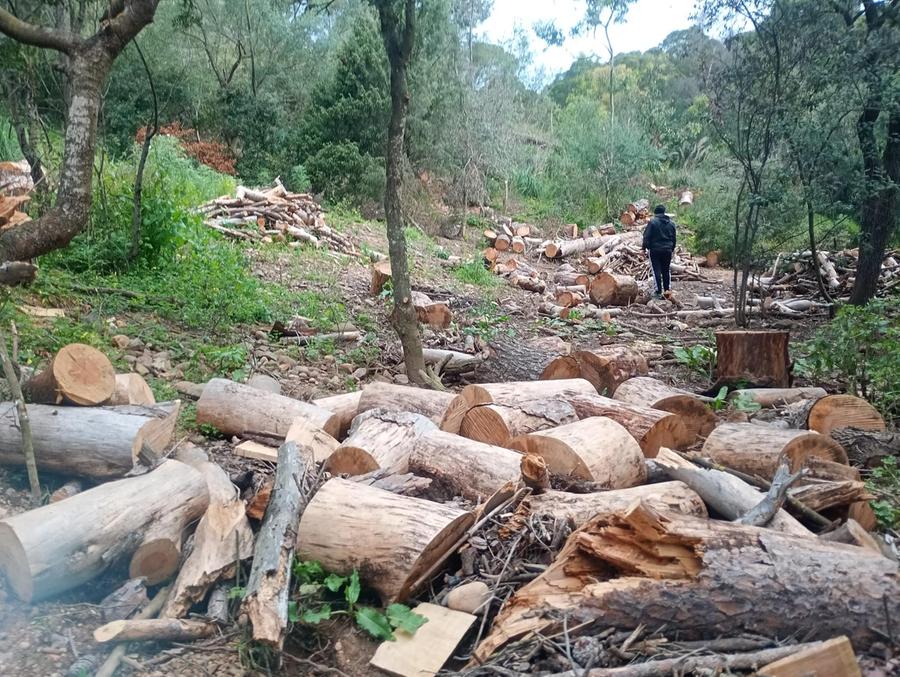 La pineta di Sinnai, un bosco maturo che evolve: le parole dell’assessora Laconi