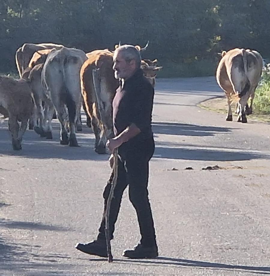 Sterminate 190 mucche, quasi tutte sane e vaccinate: «Vanificati gli sforzi di tre famiglie»