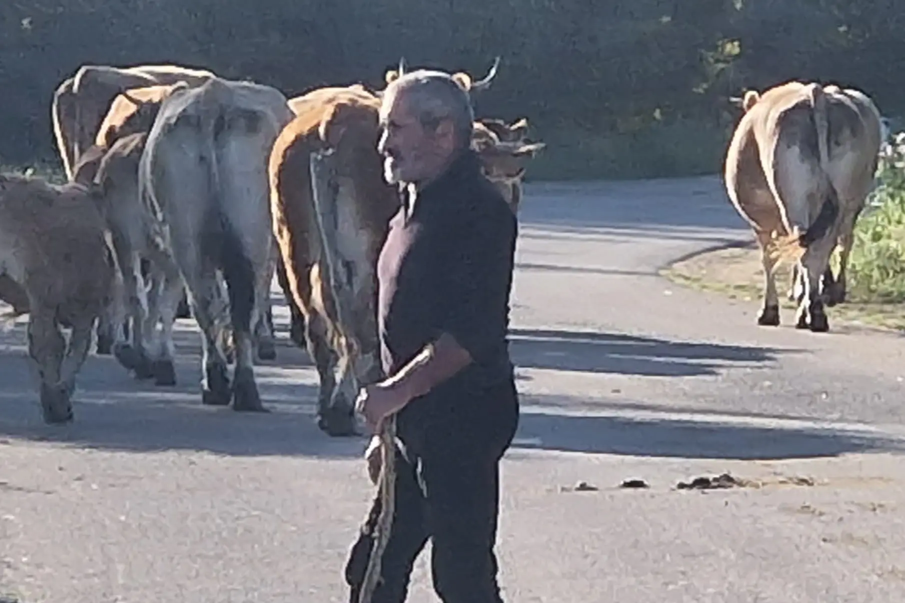 Antonio Cannas con il bestiame (g.a.)