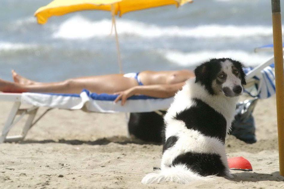 Un cane in spiaggia (Archivio L'Unione Sarda)