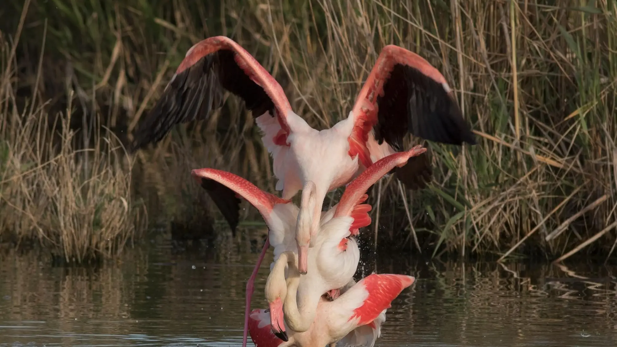 The flamingos make love in three: the curious shot from Molentargius ...