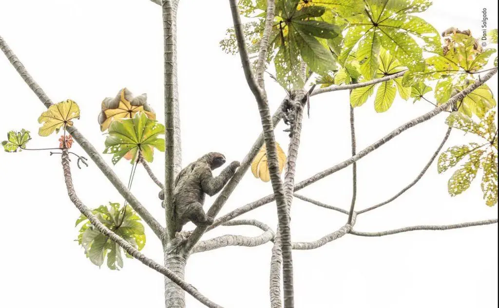 Un bradipo scende da un albero. Di Dani Salgado