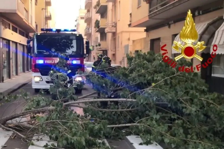 Sassari, paura in via dei Mille: grosso ramo cade sopra un'auto Il ramo caduto in via dei Mille (foto Vigili del fuoco)