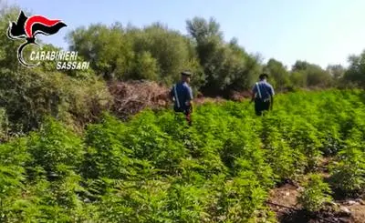 Una piantagione di cannabis sequestrata dai Carabinieri (archivio)