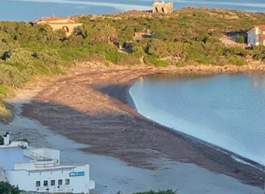 Emergenza posidonia nelle spiagge