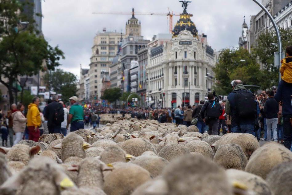 A Madrid sfilano le pecore
